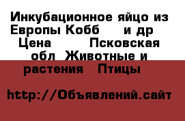 Инкубационное яйцо из Европы Кобб 500 и др. › Цена ­ 45 - Псковская обл. Животные и растения » Птицы   
